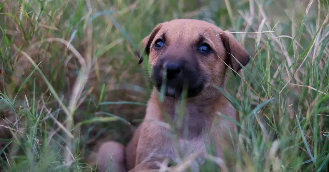 A cute puppy resting among grass, capturing a tranquil outdoor moment.