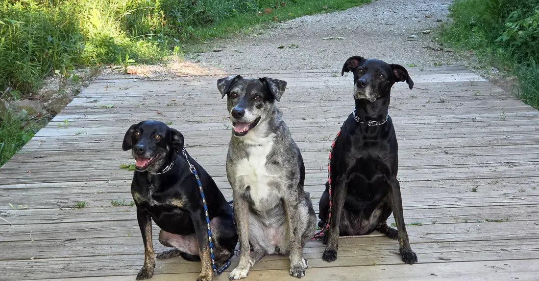 Jodi’s three healthy dogs sit together on a trail boardwalk