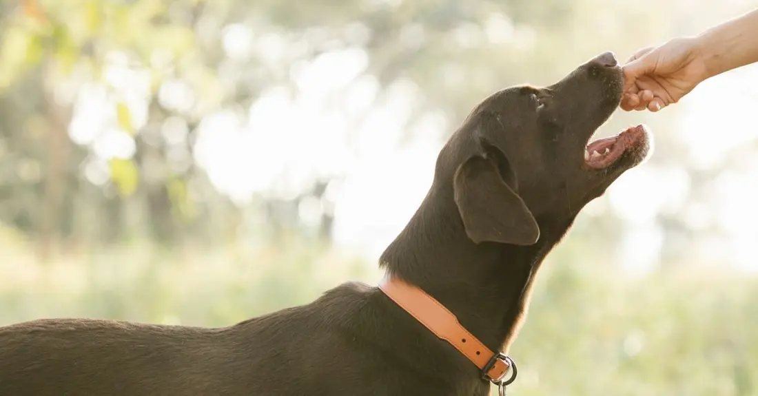 Crop unrecognizable owner giving treat to pedigreed brown Labrador in lush sunny nature
